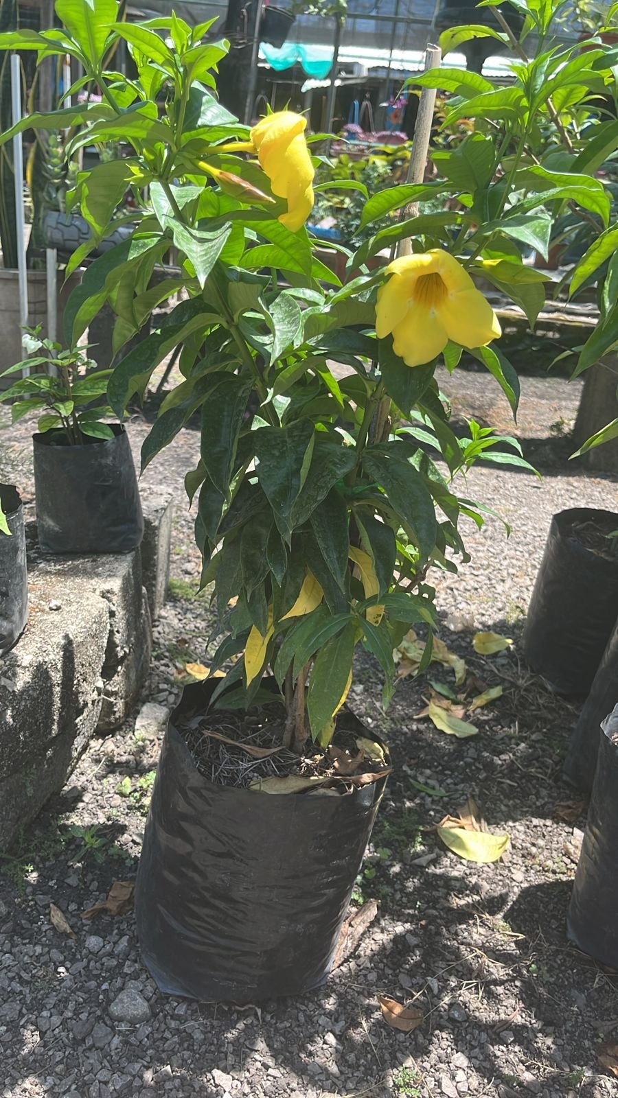 Copa de oro